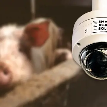 Foto föreställande Pigxcel – En app och SaaS-tjänst med AI som gör underverk för grisuppfödare